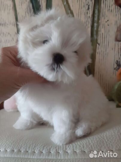 Мальтийская болонка. Мимишные Мальтезе. РКФ