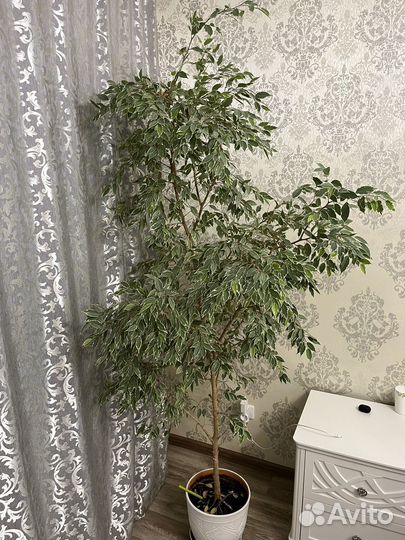 Фикус бенджамина