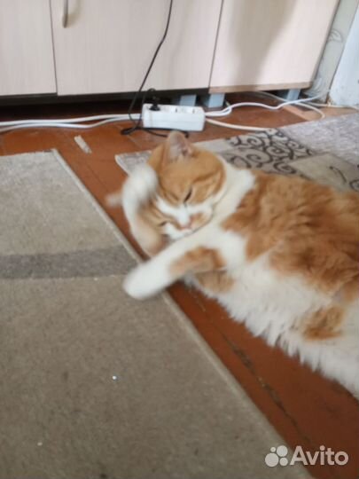 Услуги кота