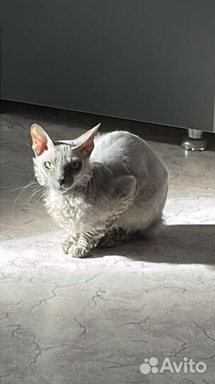 Отдам кошечку в добрые руки