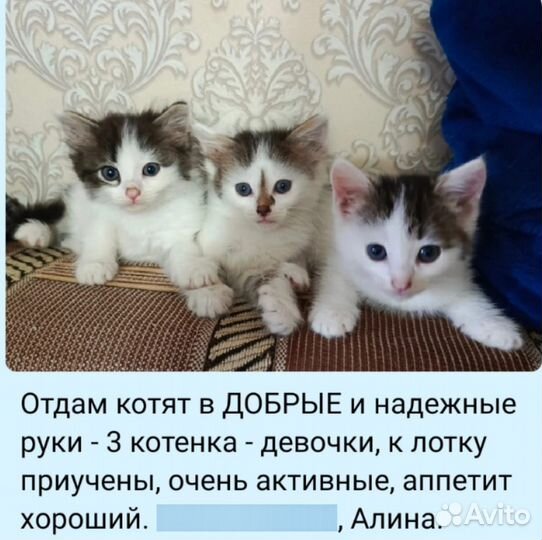 Котята в добрые руки