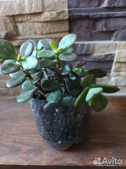 Толстянка(денежное дерево,крассула).Хатиора