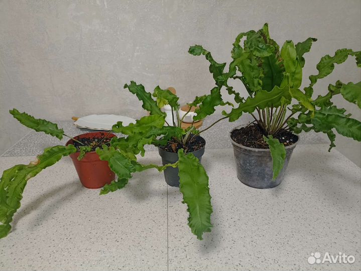 Папоротник Асплениум