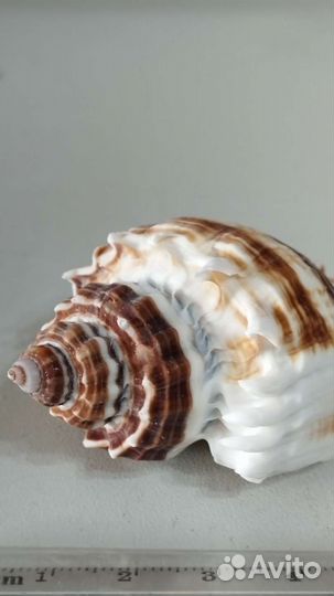Морская раковина