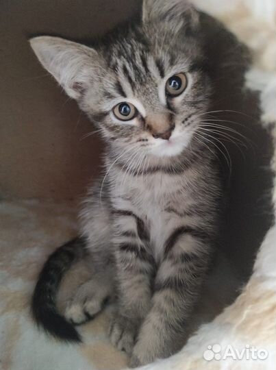 Шотландская вислоухая