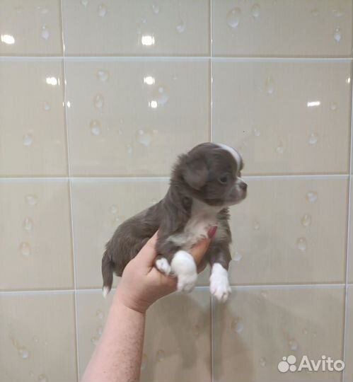 Чихуахуа длинношёрстный