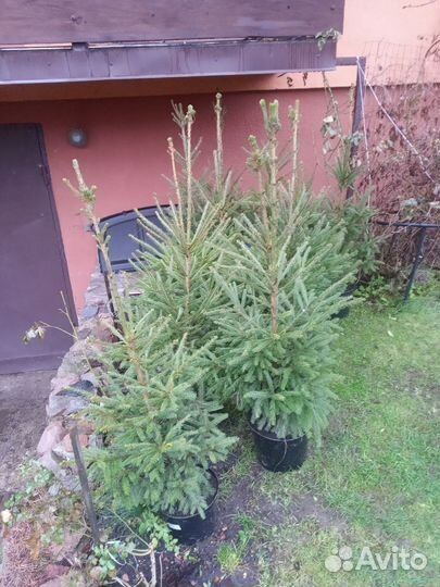 Ель 90-120см