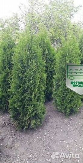 Туя Колумна