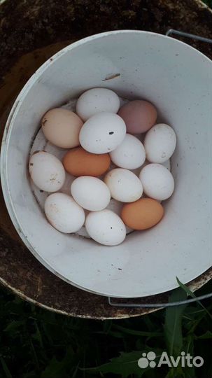 Домашние куриные яйца