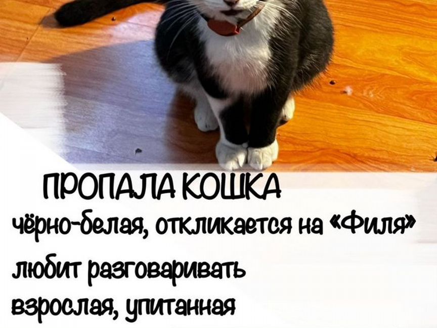 Кошка