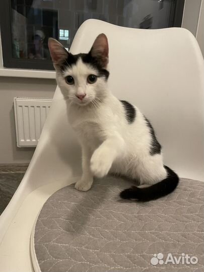 Котенок Дасти в добрые руки