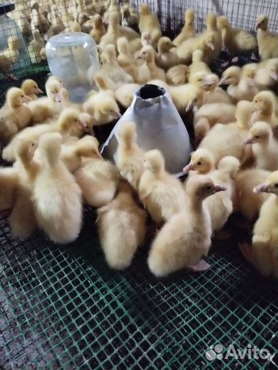 Утята гусята