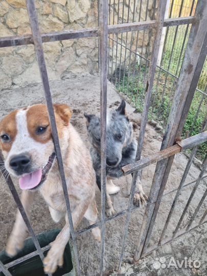 Австралийская пастушья собака