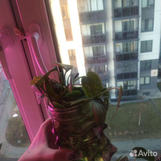 Продажа черенков и растений