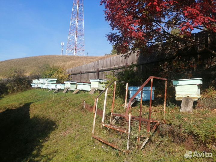 Пчелы с ульями