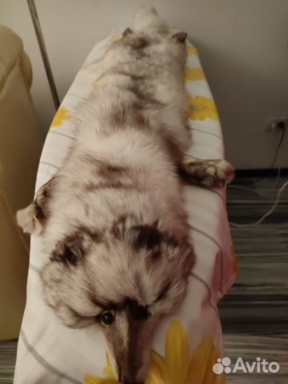 Шкуры писца и чернобурки