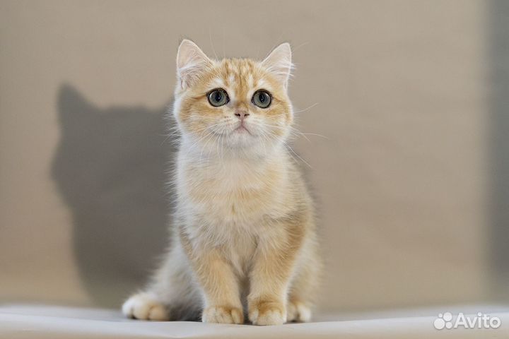 Золотые шиншиллы девочки