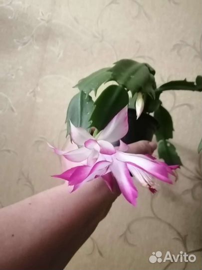 Декабрист Мадам баттерфляй