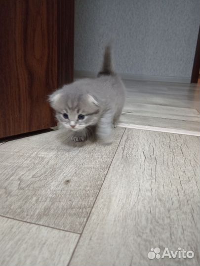 Вислоухие котята