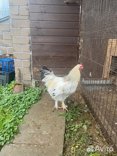 Петух породы Колумбийская Брама