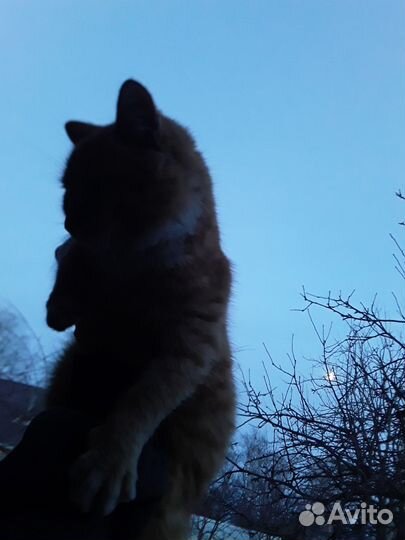 Кот без породы