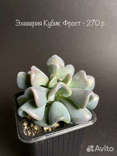 Суккуленты часть 2