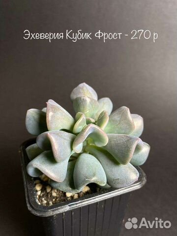 Суккуленты часть 2