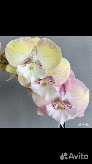 Орхидея Единорог