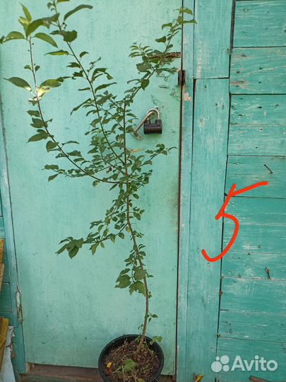 Саженцы алычи жёлтой и облепихи