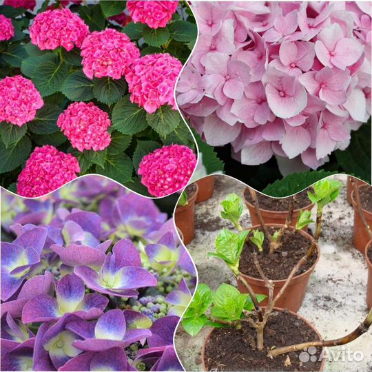 Гортензия крупнолистная саженцы