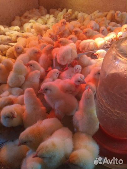 Цыплята бройлеры росс 308