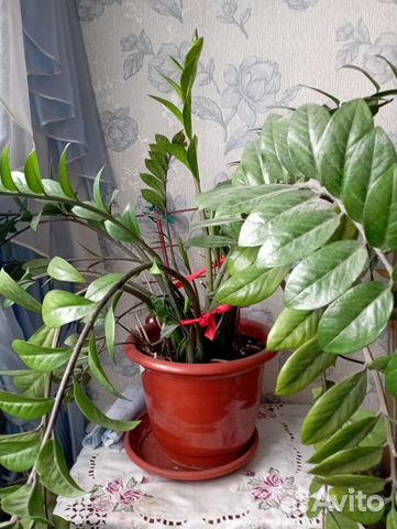 Замиокулькас