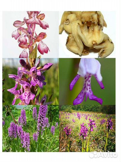 Орхидея садовая