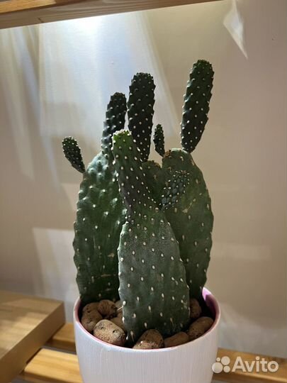 Кактус Опунция комнатные растения