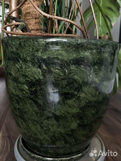 Монстера огромная:) с горшком