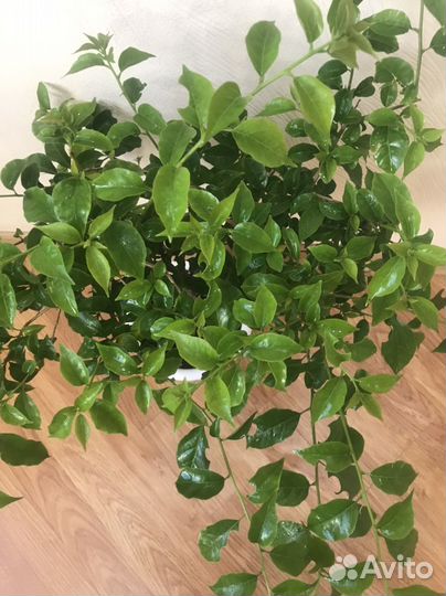 Бугенвиллея