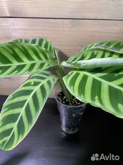 Калатея Зебрина