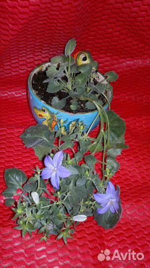 Цветок комнатный 