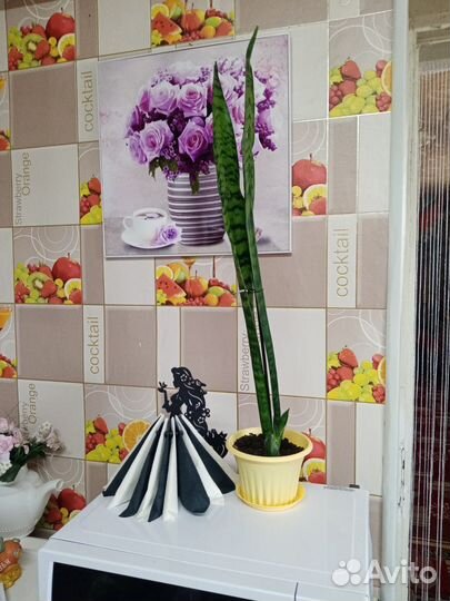 Сансевиерия