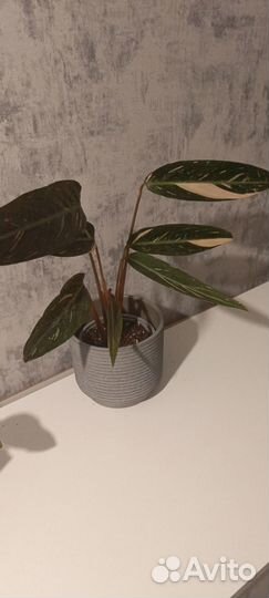 Строманта меджик стар