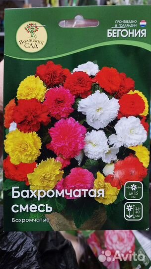 Бегонии сортовые