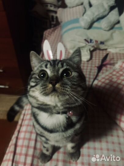 Шотландский кот вязка