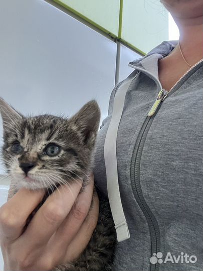 Котенок девочка