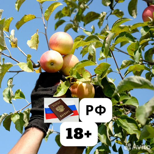 Сборщик яблок в Сад / Вахта + проживание