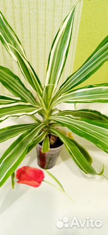 Комнатные цветы