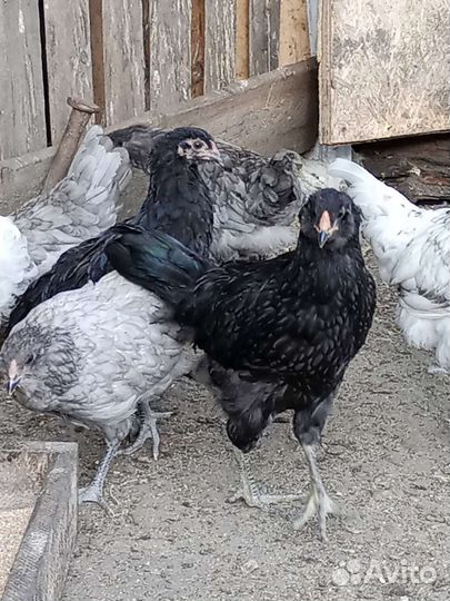 Амераукан и Маран