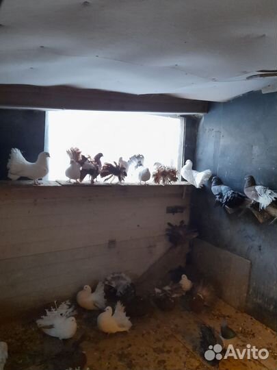 Голуби павлины