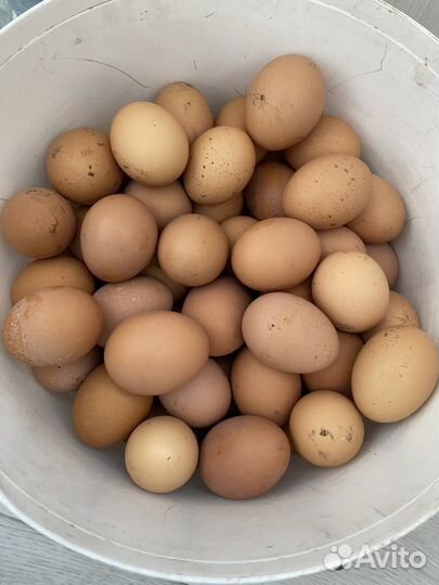 Домашние куриные яйца