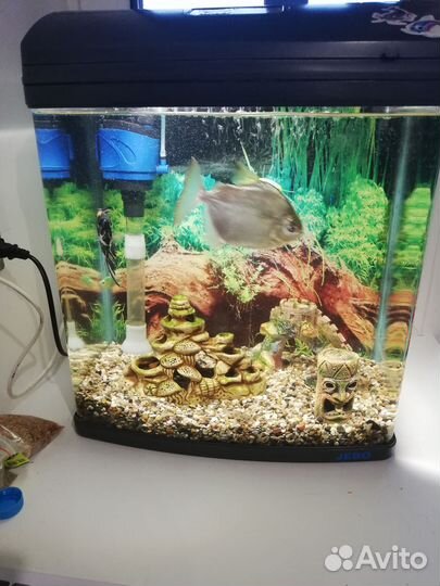Аквариум