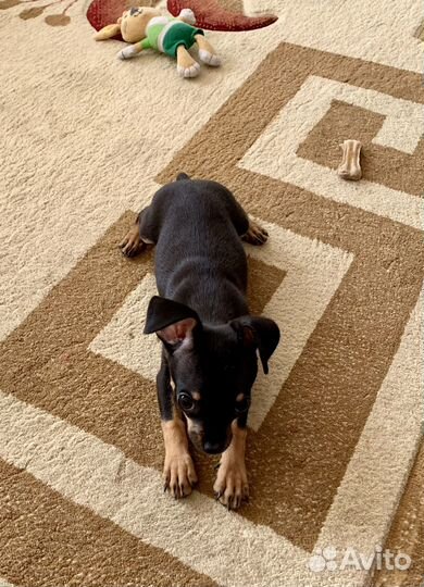 Той-терьер щенки девочка